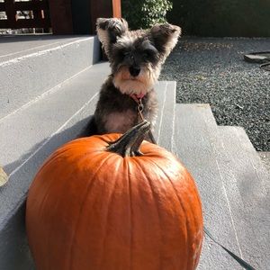 Meet your Posher, Cara